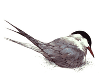 Sterne pierregarin. Cliquer pour agrandir l'image.