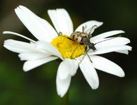 Strangalie à forme de capricorne. Sauterre. Cliquer pour agrandir l'image.