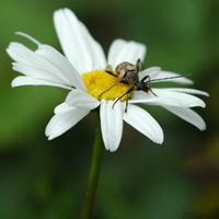 Strangalie à forme de capricorne. Sauterre. Cliquer pour agrandir l'image.