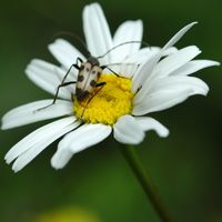 Strangalie à forme de capricorne. Sauterre. Cliquer pour agrandir l'image.