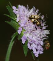 Strangalie à forme de capricorne. Accouplement, Chanat. Cliquer pour agrandir l'image.