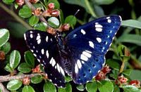 Ssp schiffermuelleri adulte).jpg small.jpg. Cliquer pour agrandir l'image.