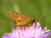 Sylvaine. Cliquer pour agrandir l'image.