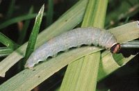 Sylvaine. Chenille. Cliquer pour agrandir l'image.