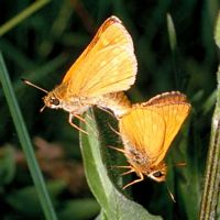 Sylvaine. Accouplement. Cliquer pour agrandir l'image.