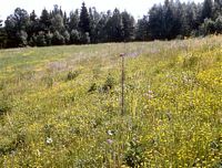 Sylvaine. Habitat. Cliquer pour agrandir l'image.