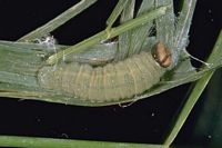 Sylvaine. Chenille adulte. Cliquer pour agrandir l'image.
