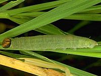 Sylvaine. Chenille. Cliquer pour agrandir l'image.
