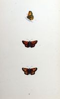 Sylvaine. Planche d'identification Morris. Cliquer pour agrandir l'image.