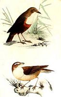 Sylviidés. Oisellerie de Buffon. Cliquer pour agrandir l'image.