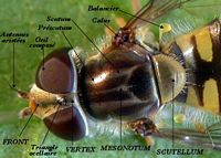 Syrphe à ceinture. Thorax. Cliquer pour agrandir l'image.
