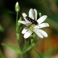 Syrphe du groseillier. Cheires de Côme. Cliquer pour agrandir l'image.