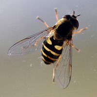 Syrphe du groseillier. Chamalières. Cliquer pour agrandir l'image.