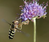 Syrphe du poirier. Cheires de Côme. Cliquer pour agrandir l'image.