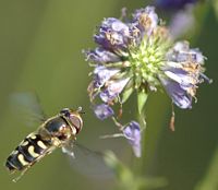 Syrphe du poirier. Cheires de Côme. Cliquer pour agrandir l'image.