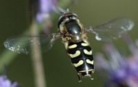 Syrphe du poirier. Cheires de Côme. Cliquer pour agrandir l'image.