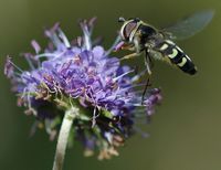 Syrphe du poirier. Cheires de Côme. Cliquer pour agrandir l'image.