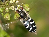 Syrphe du poirier. Cliquer pour agrandir l'image.