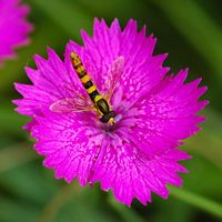 Syrphe porte-plume. Les Roches. Cliquer pour agrandir l'image.