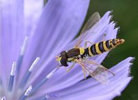 Syrphe porte-plume. Cliquer pour agrandir l'image.
