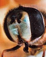Syrphidés. Fossette. Cliquer pour agrandir l'image.