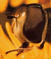Syrphidés. Antennes. Cliquer pour agrandir l'image.