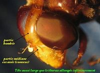Syrphidés. Tête. Cliquer pour agrandir l'image.