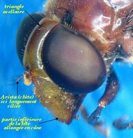 Syrphidés. Tête. Cliquer pour agrandir l'image.