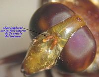 Syrphidés. Tête. Cliquer pour agrandir l'image.