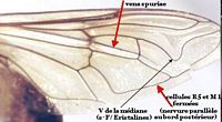 Syrphidés. Nervation. Cliquer pour agrandir l'image.