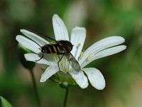 Syrphus torvus. Cheires de Côme. Cliquer pour agrandir l'image.