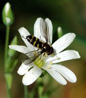 Syrphus torvus. Cheires de Côme. Cliquer pour agrandir l'image.