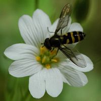 Syrphus torvus. Cheires de Côme. Cliquer pour agrandir l'image.