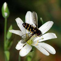 Syrphus torvus. Cheires de Côme. Cliquer pour agrandir l'image.