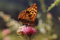 Tabac d'Espagne. Cliquer pour agrandir l'image.