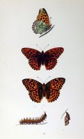 Tabac d'Espagne. Planche d'identification Morris. Cliquer pour agrandir l'image.