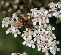 Tachina fera. Narse de Beaunit. Cliquer pour agrandir l'image.