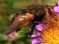 Tachina fera. Cliquer pour agrandir l'image.