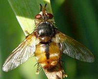 Tachina fera. Cliquer pour agrandir l'image.