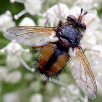 Tachina fera. Cliquer pour agrandir l'image.
