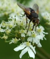 Tachina fera. Vue antéro-dorsale, Villars. Cliquer pour agrandir l'image.
