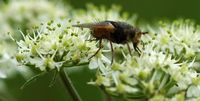 Tachina fera. Vue latérale, Villars. Cliquer pour agrandir l'image.