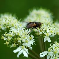Tachina fera. Vue latérale, Villars. Cliquer pour agrandir l'image.