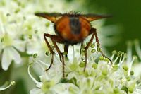 Tachina fera. Vue postérieure, Villars. Cliquer pour agrandir l'image.