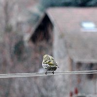 Tarin des aulnes. Femelle, Chamalières. Cliquer pour agrandir l'image.