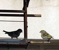 Tarin des aulnes. Couple, Chamalières. Cliquer pour agrandir l'image.