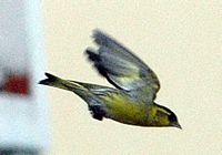 Tarin des aulnes. Vol, Chamalières. Cliquer pour agrandir l'image.