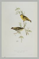 Tarin des aulnes. Gravure Gould. Cliquer pour agrandir l'image.