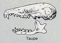 Taupe d'Europe. Dessin du crâne. Cliquer pour agrandir l'image.