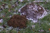 Taupe d'Europe. Taupinière en hiver. Cliquer pour agrandir l'image.
